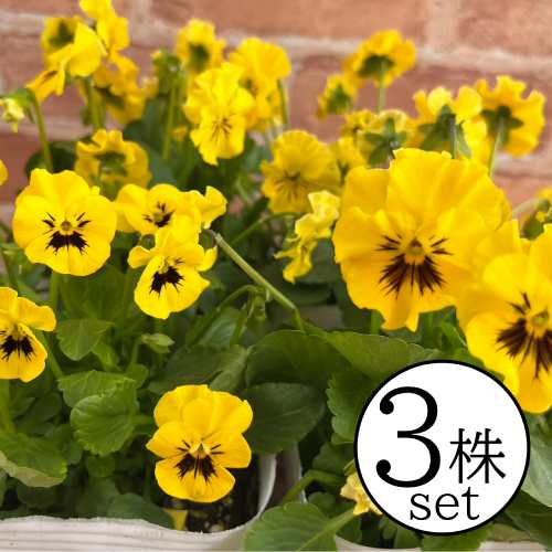 パンジー 夢見るパンジー　さんしゃいんしぇーど 小輪系フリルパンジー　M＆Bフローラ ポット苗　3個セ..