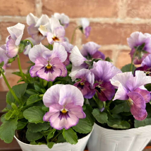 ʤγΤֲ󥤥󥰤ο㤨ָӥ դդ 3.5ľ10.5cm˥ݥå 1 ݤΥꥸʥӥ  ӥ  ѥ󥸡 ߥȡפβǤʤ698ߤˤʤޤ