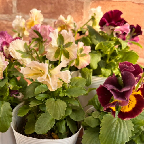 見元パンジー シャララ 3.5号（直径10.5cm）ポット苗 1株 見元園芸さんのオリジナルパンジー 花苗 ビオラ 苗　ミモトのサムネイル