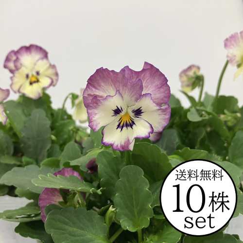 パンジー フリルローズスワール 花ろまん フリルシリーズ ポット苗 10個セット送料無料 パンジー ビオ..