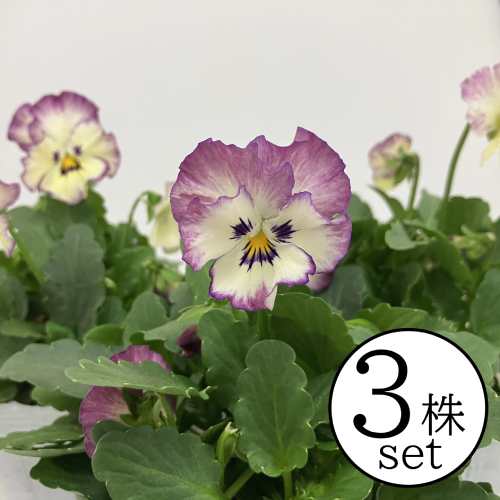 パンジーフリルローズスワール花ろま...