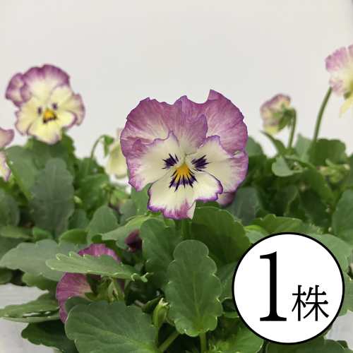 パンジー フリルローズスワール 花ろまん フリルシリーズ ポット苗　1個　パンジー ビオラ 苗 イングリ..