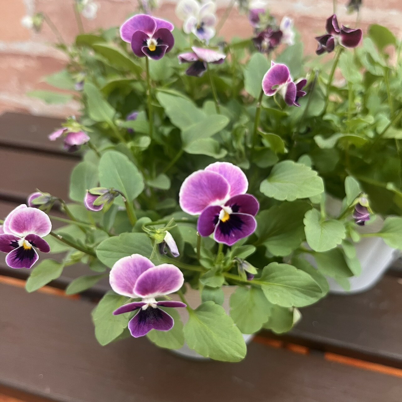 ʤγΤֲ󥤥󥰤ο㤨ָӥ ֥롼̩ 3.5ľ10.5cm˥ݥå 1 ݤΥꥸʥӥ  ӥ ġߥȡפβǤʤ698ߤˤʤޤ