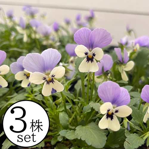 楽天市場】フリル ビオラ（カラーブルー）の通販