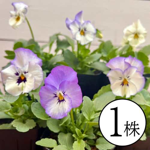 �ѥ󥸡� �ե��֥롼����� �֤��ޤ� �ե�륷�꡼�� �ݥå��ġ�1�ġ��ѥ󥸡� �ӥ��� �� ���󥰥�å��奬���ǥ� �󤻿���