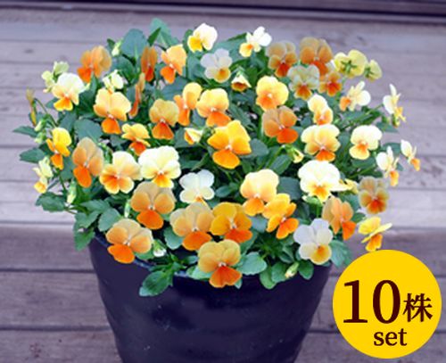 ビオラ オレンジリップ プラスキティー ポット苗 10個セット 送料無料 パンジー ビオラ 苗 イングリッシュガーデン 寄せ植えのサムネイル