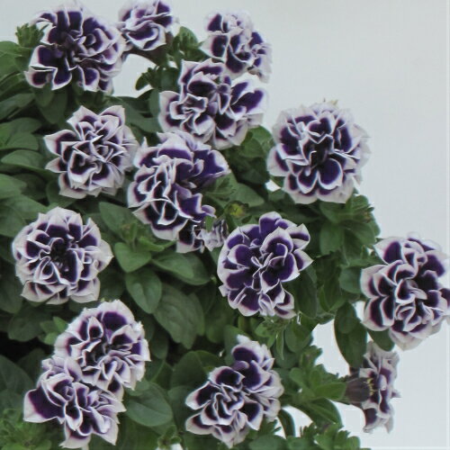 ペチュニア 花衣シリーズ 藍染 3.5号（直径10.5cm）1株 M&Bフローラ 寄せ植え 季節の花苗 イングリッシュガーデンに