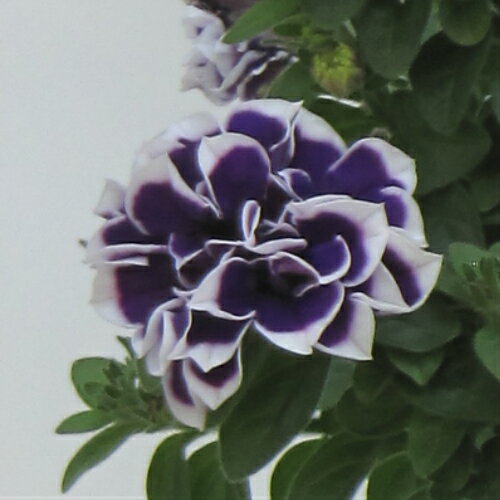 イングの森 花の鉢植え ペチュニア 花衣シリーズ 藍染 1株 M&Bフローラ 寄せ植え 季節の花苗 イングリッシュガーデンに