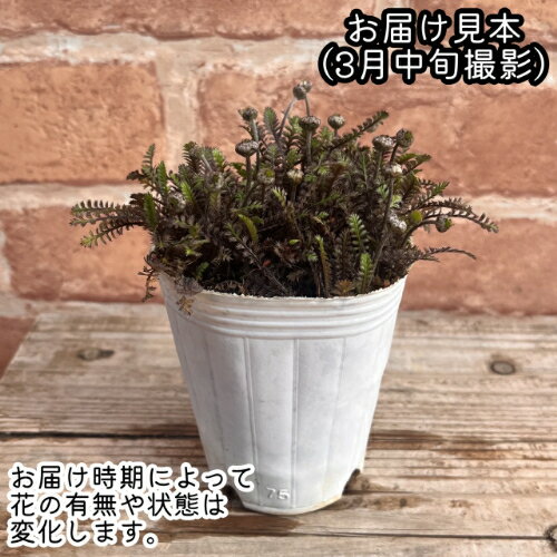 レプティネラ スクウォリダ プラッツブラック 2.5号（直径7.5cm）ロングポット苗 1...