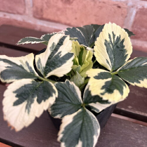 ������ ( ������ ) �������ա��ޡ��֥륹�ȥ��٥꡼ 3���ľ��9cm�˥ݥå��ġ�1�� ������ �� ���顼�꡼�� �󤻿���