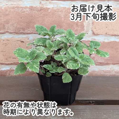 ハーブ カラミンサ（グランディフロラ）3号（直径9cm）ポット苗　1株 ガーデン花壇...