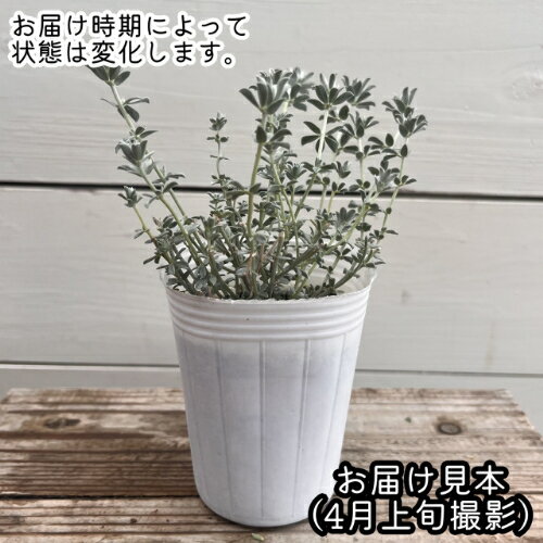 ロータス　クレティクス 2.5号（直径7.5cm）ポット苗　1個 耐寒性多年草 リーフプ...