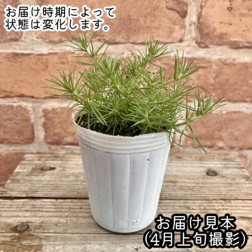 ロータス　コットンキャンディー 2.5号（直径7.5cm）ポット苗　1個 半耐寒性多年草...