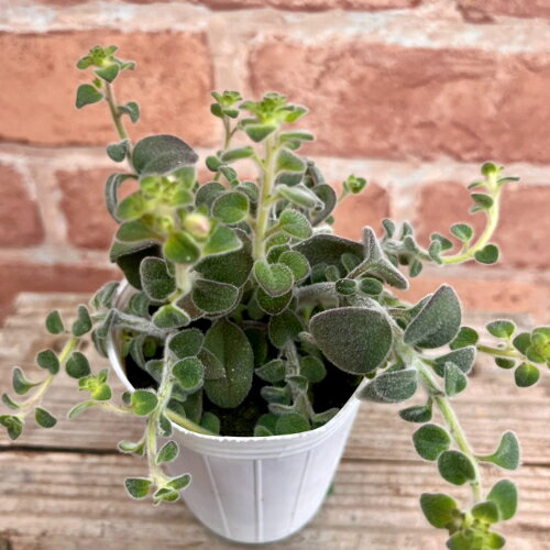 金鱼草 - 金魚草(キンギョソウ) アールグレイ 2.5号（直径7.5cm）ポット苗　1個 多年草 リーフプランツ カラーリーフ