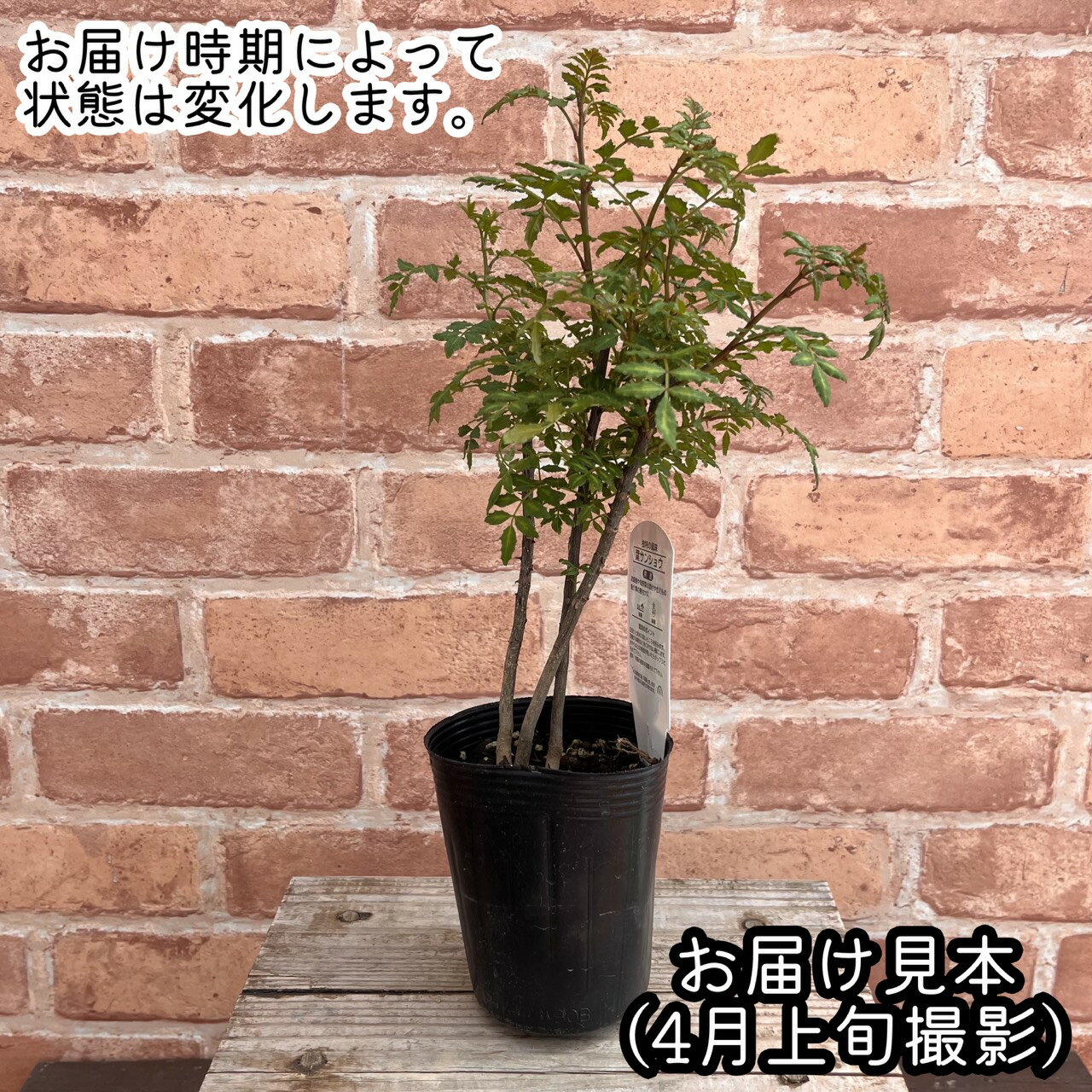 葉山椒の苗 3本植え 3号 (直径9cm) ポット苗 1ポット 葉サンショウ はざんしょう