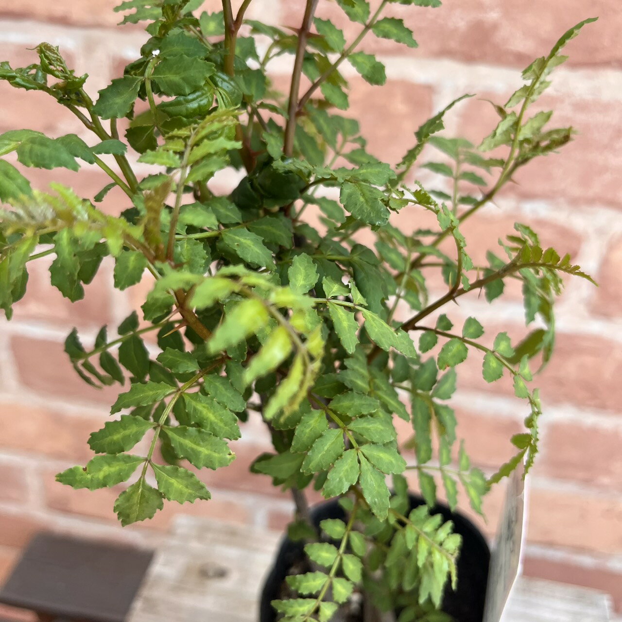葉山椒の苗 3本植え 3号 (直径9cm) ポット苗 1ポット 葉サンショウ はざんしょう