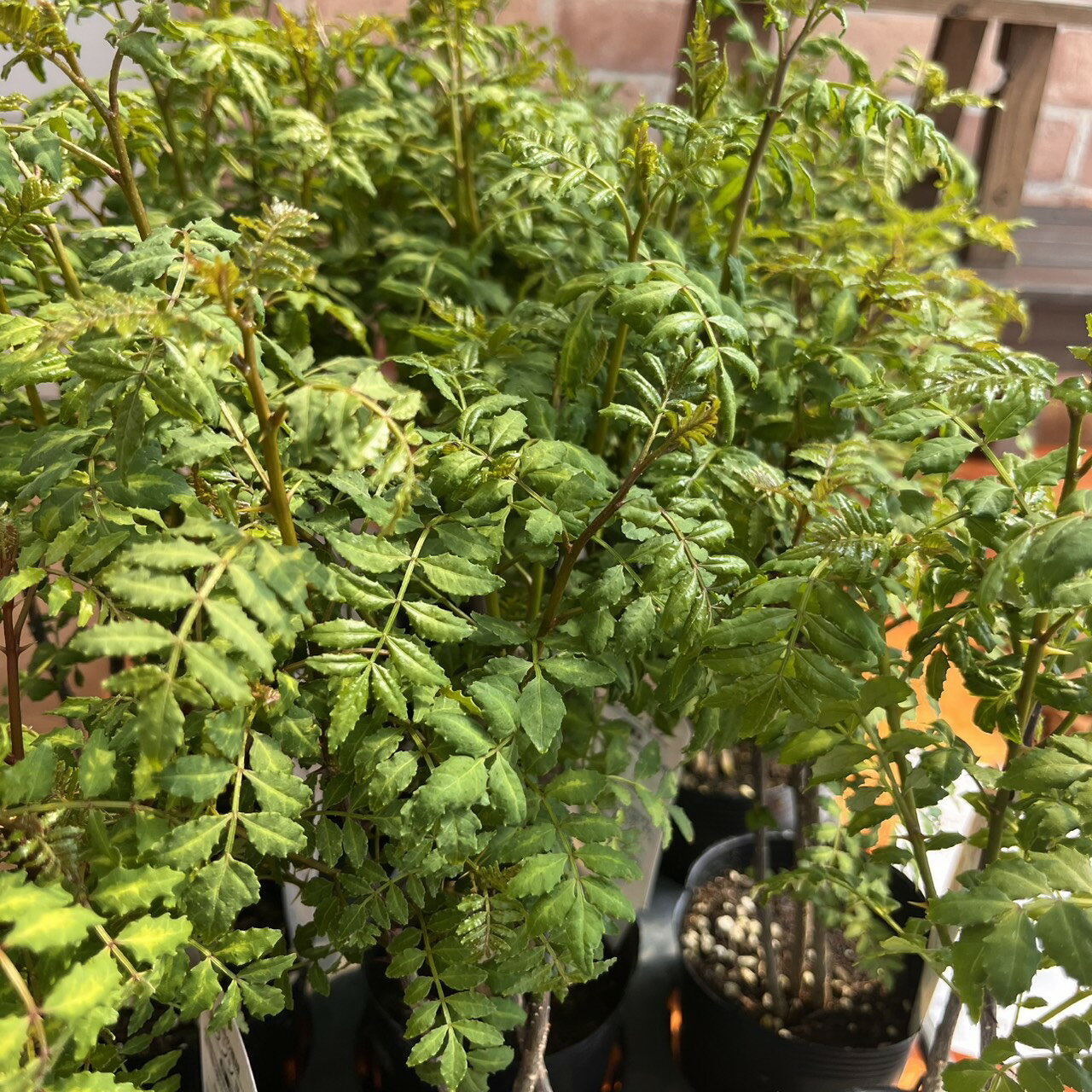 葉山椒の苗 3本植え 3号 (直径9cm) ポット苗 1ポット 葉サンショウ はざんしょう