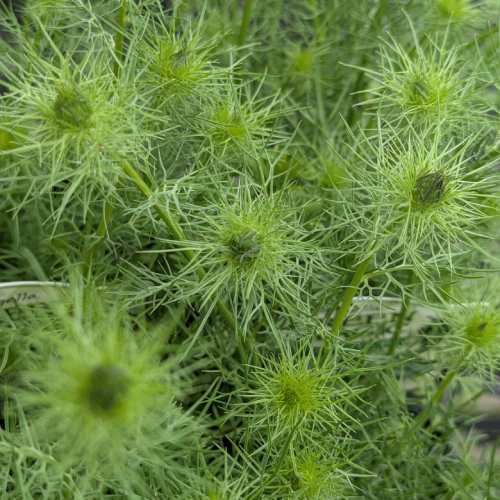 Margaret - ニゲラ グリーンマジック 3.5号（直径10.5cm）ポット苗 1株 園芸 ガーデン 花壇 コンテナ 庭植 花苗 切り花 ドライフラワー 耐寒