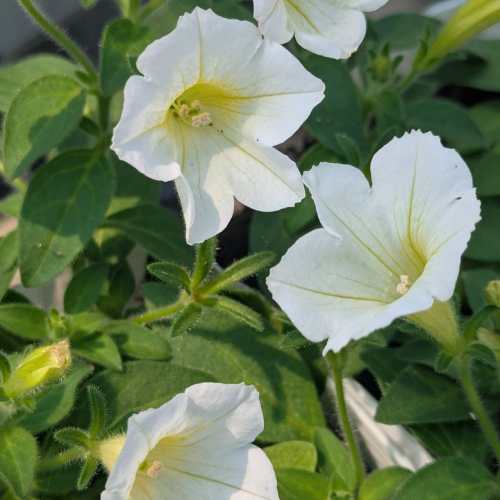 乐天商城 - ペチュニア YESミルキーシャワー 1株 M&Bフローラ 寄せ植え 季節の花苗 イングリッシュガーデンに