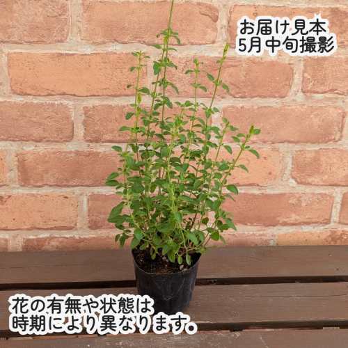 宿根草チェリーセージ ライトヴァイオレット 3号（直径9cm）ポット苗 1株 花苗 庭...