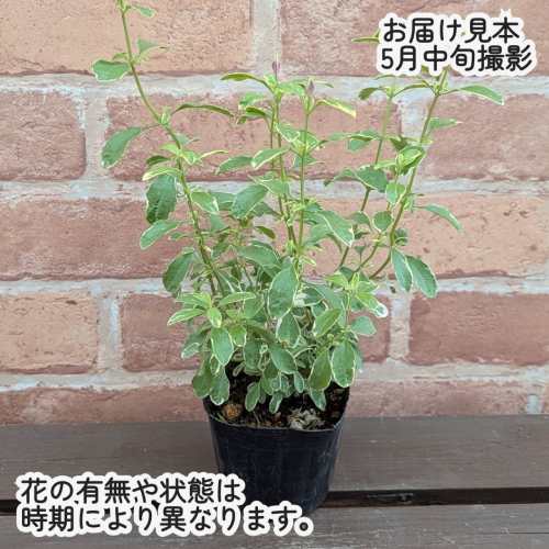 宿根草チェリーセージ 斑入り葉 レッド 3号（直径9cm）ポット苗 1株 花苗 庭植 ガ...