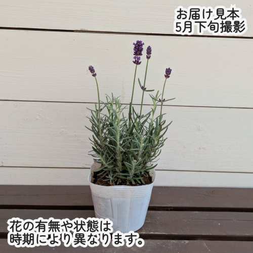 ラベンダー ラバンス ディープパープル3.5号 (直径10.5cm) ポット苗 1株 イングリ...