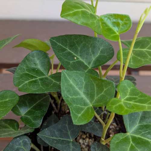 Rakuten - アイビー（ヘデラ） ハートリーフ 3号（直径9cm）ポット苗 1株 観葉植物 カラーリーフ 寄せ植え つる性 ハンギング
