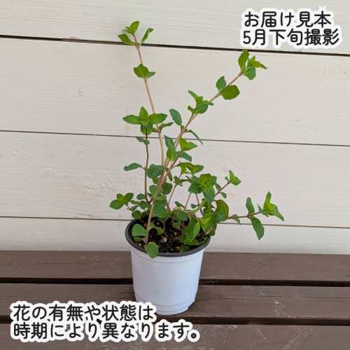 ハーブ ミントジンジャー 3.5号（直径10.5cm）ポット苗　1個 ティーハーブ ガーデ...