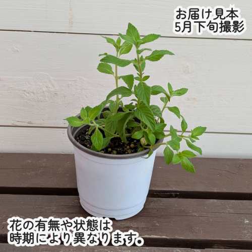 ハーブ バナナミント 3.5号（直径10.5cm）ポット苗　1個 ティーハーブ ガーデン　...