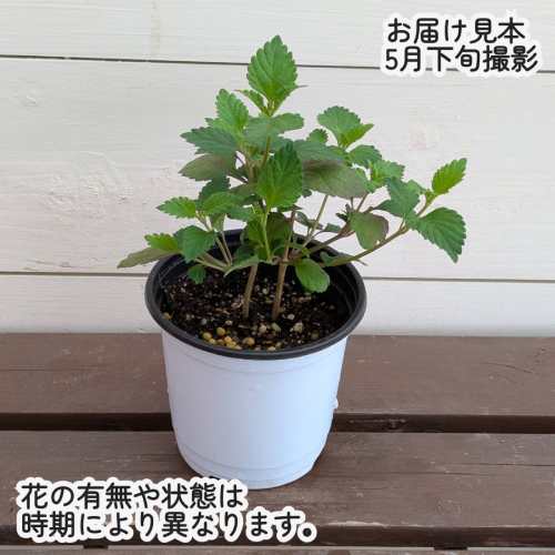 ハーブ メキシカンスイートハーブ シトリオードラ 3.5号（直径10.5cm）ポット苗　1...