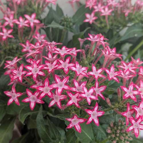 乐天商城 - ペンタス ギャラクシーレッドスター 3号 (直径9cm) ポット苗 1株 寄せ植え ガーデン 花壇 鉢植え 花苗 赤