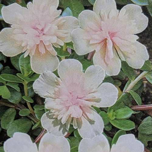 八重咲きポーチュラカ うす桃 3号（直径9cm）2株 ポット苗 寄せ植え ガーデン 花壇 鉢植え 花苗 ピンク