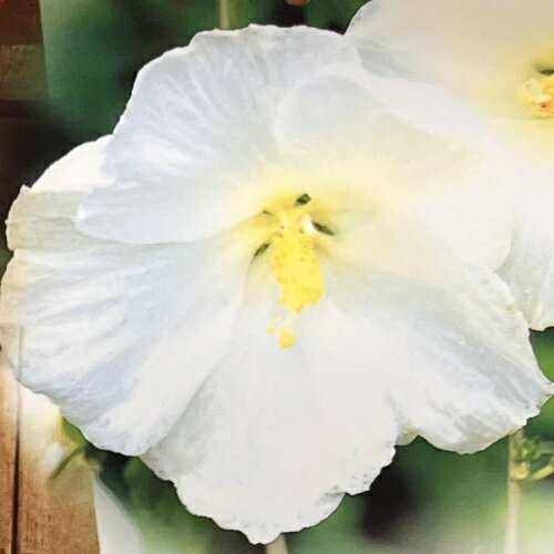 乐天商城 - ムクゲ（木槿） ダイアナ 3.5号（直径10.5cm）ポット苗　1個 落葉低木　家庭樹　花木　庭木　生け垣