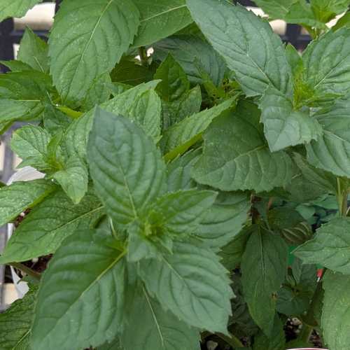 乐天商城 - ハーブ ミント ニホンハッカ　（日本薄荷/和薄荷）南アルプス 3号（直径9cm）1株 ポット苗 和ハッカ 苗