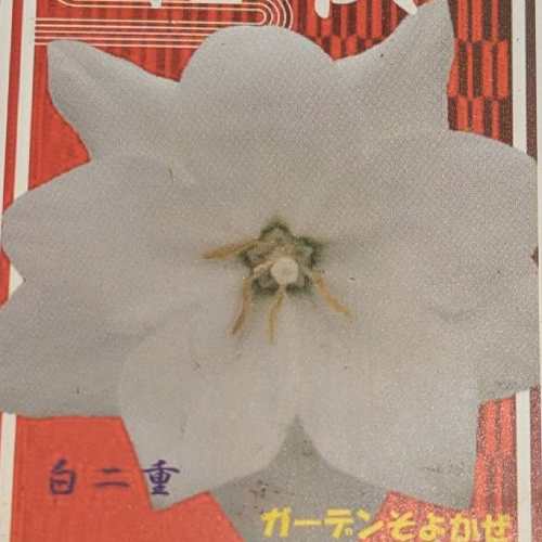 乐天商城 - 宿根草 桔梗 白二重 3号（直径9cm）1株 ポット苗 キキョウ ききょう 切花 多年 花苗 園芸 ガーデン 庭植え 花壇 ガーデンそよかぜ ホワイト