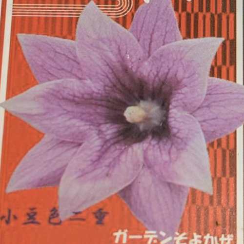 宿根草桔梗小豆色二重3号1株ポット...