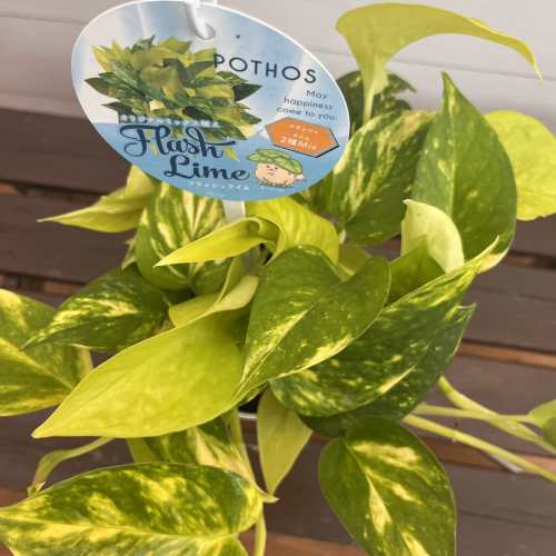 観葉植物ポトスフラッシュライム4号...