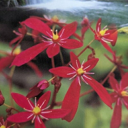 秋のシェードガーデンに彩を添える大文字草。 秋は趣きある山野草がとても良く映えますね。 大文字草は多彩な花もさることながらヒューケラのように 葉も楽しむことができる日陰を彩るリーフプランツです。 日陰で育ち葉も楽しめることから 国内外で近年特に注目されています。 ■耐寒性多年草 ■開花期：9〜11月 ■草丈：20〜30cm お届けの状態：10.5cmポット苗