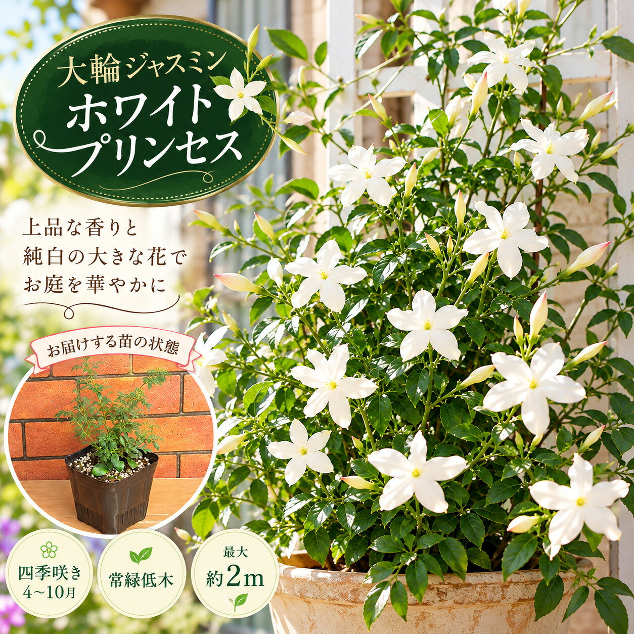常緑低木 大輪 ジャスミン ホワイトプリンセス1株
