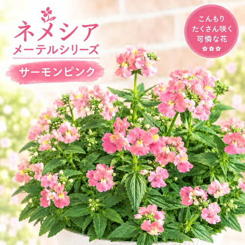ゲブラナガトヨさんオリジナル品種。サーモンピンクはバニラのような甘い香りと、華やかで明るい花色が美しい。耐寒性も強く、カラフルで可憐な小花は冬の寄せ植えや花壇におすすめ。花色は気温により変化し、メーテルシリーズの特徴でもある甘い香りは近くを通るたびに癒しを感じられるお花です。コンパクトな草姿で扱いやすく四季咲き性があり、長く花を楽しめます。 ■耐寒性宿根草（マイナス5℃程度） ■開花：4〜11月 ■草丈：15〜30cm ■お届け時の状態：3.5号（直径10.5cm）ポット苗