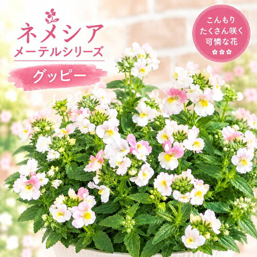ゲブラナガトヨさんオリジナル品種。グッピーはバニラのような甘い香りと、濃淡のあるホワイトとピンクの配色が可愛らしい。耐寒性も強く、カラフルで可憐な小花は冬の寄せ植えや花壇におすすめ。花色は気温により変化し、メーテルシリーズの特徴でもある甘い香りは近くを通るたびに癒しを感じられるお花です。コンパクトな草姿で扱いやすく四季咲き性があり、長く花を楽しめます。 ■耐寒性宿根草（マイナス5℃程度） ■開花：4〜11月 ■草丈：15〜30cm ■お届け時の状態：3.5号（直径10.5cm）ポット苗