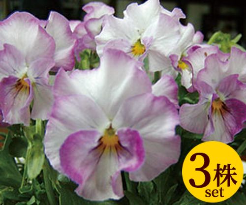 ビオラ 乙女の祈り 花ろまん フリルシリーズ ポット苗　3個セット パンジー ビオラ 苗 イングリッシュガーデン 寄せ植えのサムネイル