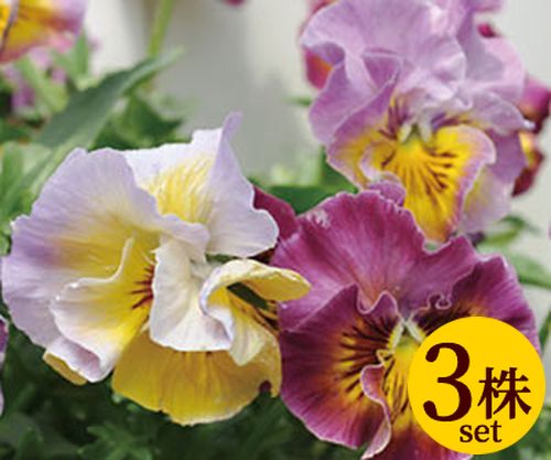 パンジーシャロン・ド・ヒロコ花ろまん フリルシリーズポット苗3個セット パンジー ビオラ 苗 イングリッシュガーデン 寄せ植えのサムネイル