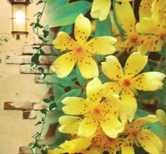 芳香高い一重咲 木香バラ(モッコウバラ)黄色12cmポット長尺物（全高約60cm) つるバラ モッコウバラ 苗