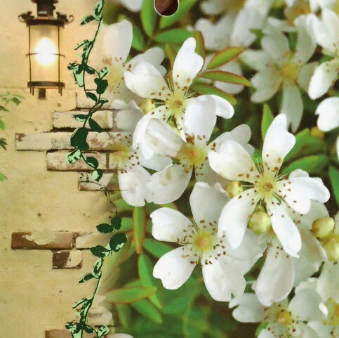 芳香高い一重咲 木香バラ(モッコウバラ)　白色12cmポット長尺物（全高約60cm) モッコウバラ 苗