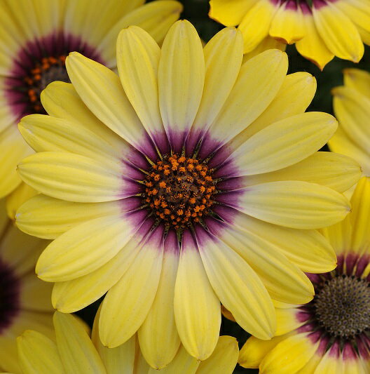 四季咲き 宿根草 栄養系 オステオスペルマム セレニティー ブルーアイビューティー　1株