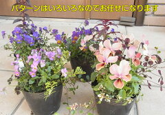 https://thumbnail.image.rakuten.co.jp/@0_mall/mankai/cabinet/potplamt3/imgrc0065088050-v2.jpg