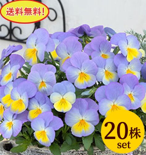 パンジー モルフォVer2 ポット苗 20個セット 送料無料 パンジー ビオラ 苗 イングリッシュガ ...