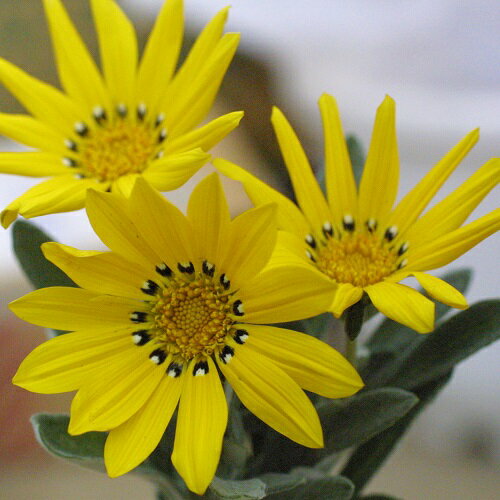 宿根タイプの栄養系ガザニアベーダ1株