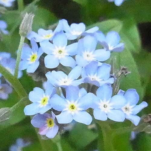 忘れな草 ( ワスレナグサ ) ブルー 2株セット 耐寒性 一年草 苗 花苗